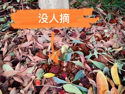 廠里的楊梅熟了，歡迎朋友們來品嘗